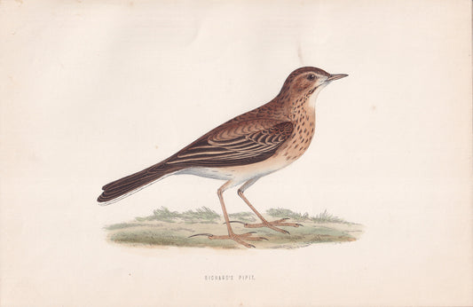 Richard's Pipit - original 1870 hand coloured antique bird print by Alexander Francis Lydon, engraved by Benjamin Fawcett