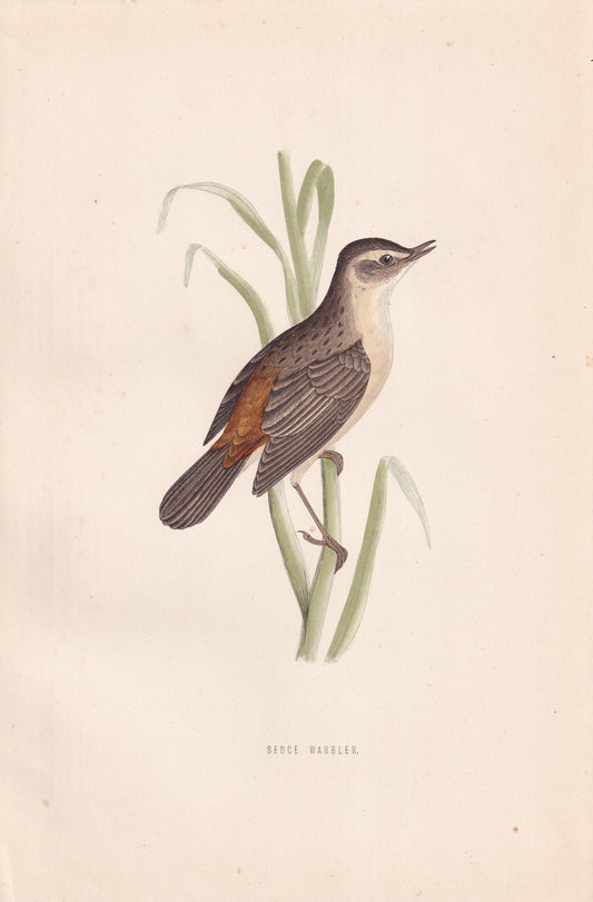 Sedge Warbler - original 1870 hand coloured antique bird print by Alexander Francis Lydon, engraved by Benjamin Fawcett