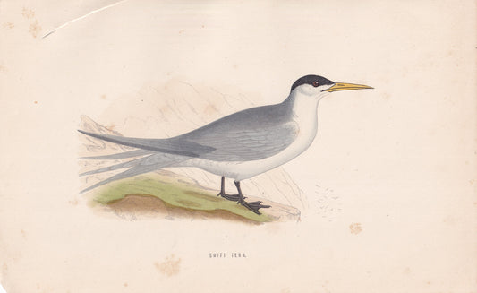 Swift Tern - original 1870 hand coloured antique bird print by Alexander Francis Lydon, engraved by Benjamin Fawcett