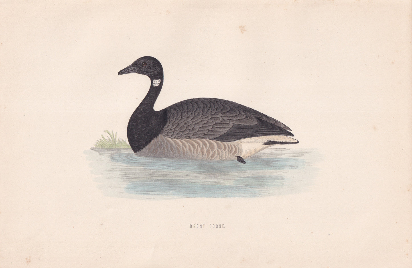 Brent Goose - original 1870 hand coloured antique bird print by Alexander Francis Lydon, engraved by Benjamin Fawcett