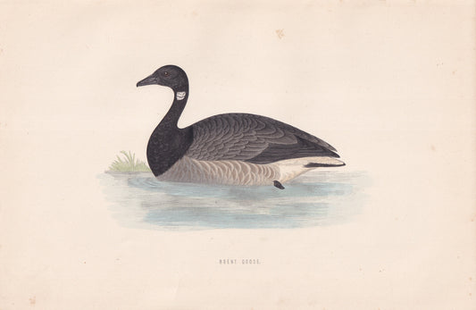 Brent Goose - original 1870 hand coloured antique bird print by Alexander Francis Lydon, engraved by Benjamin Fawcett