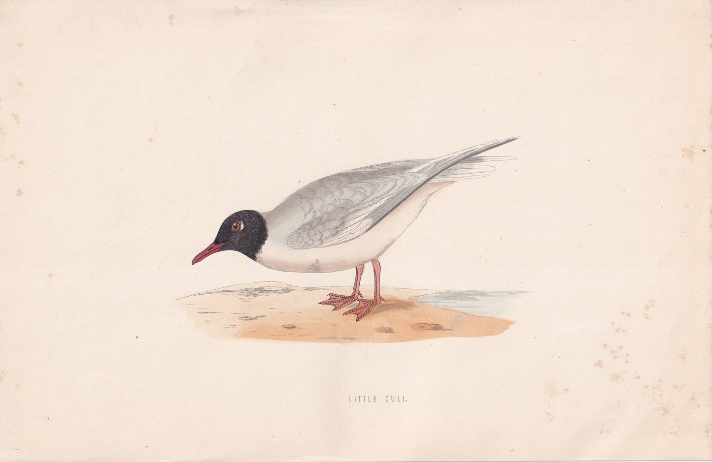 Little Gull - original 1870 hand coloured antique bird print by Alexander Francis Lydon, engraved by Benjamin Fawcett