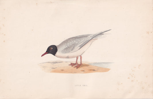 Little Gull - original 1870 hand coloured antique bird print by Alexander Francis Lydon, engraved by Benjamin Fawcett