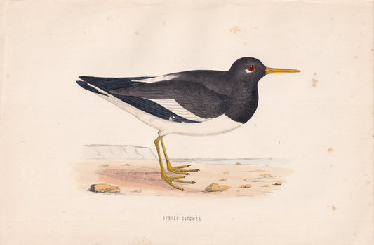 Oyster-Catcher - original 1870 hand coloured antique bird print by Alexander Francis Lydon, engraved by Benjamin Fawcett