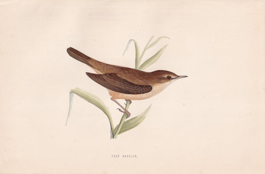 Reed Warbler - original 1870 hand coloured antique bird print by Alexander Francis Lydon, engraved by Benjamin Fawcett