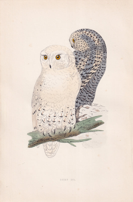 Snowy Owl - original 1870 hand coloured antique bird print by Alexander Francis Lydon, engraved by Benjamin Fawcett