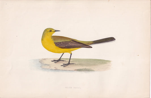 Yellow Wagtail - original 1870 hand coloured antique bird print by Alexander Francis Lydon, engraved by Benjamin Fawcett