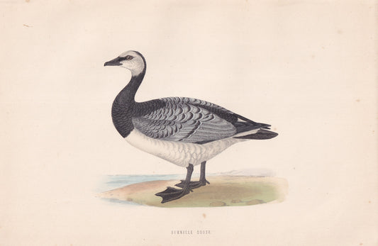 Bernicle Goose - original 1870 hand coloured antique bird print by Alexander Francis Lydon, engraved by Benjamin Fawcett