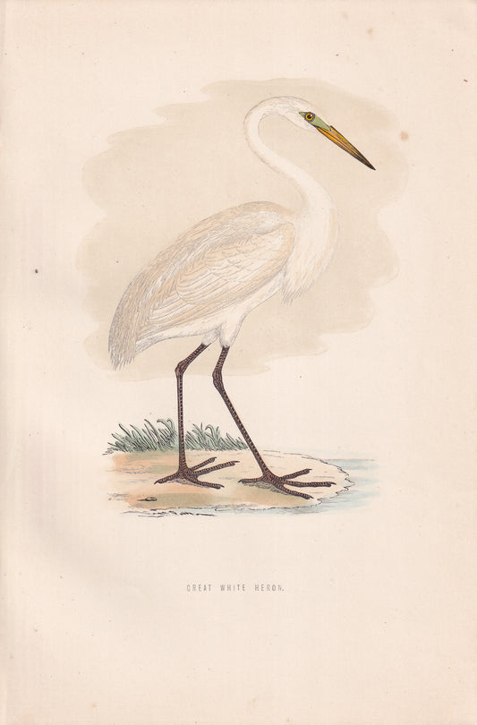 Great White Heron - original 1870 hand coloured antique bird print by Alexander Francis Lydon, engraved by Benjamin Fawcett
