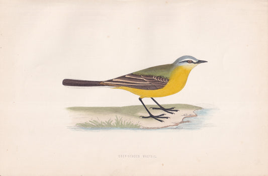 Grey-headed Wagtail - original 1870 hand coloured antique bird print by Alexander Francis Lydon, engraved by Benjamin Fawcett