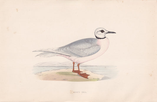 Ross's Gull - original 1870 hand coloured antique bird print by Alexander Francis Lydon, engraved by Benjamin Fawcett