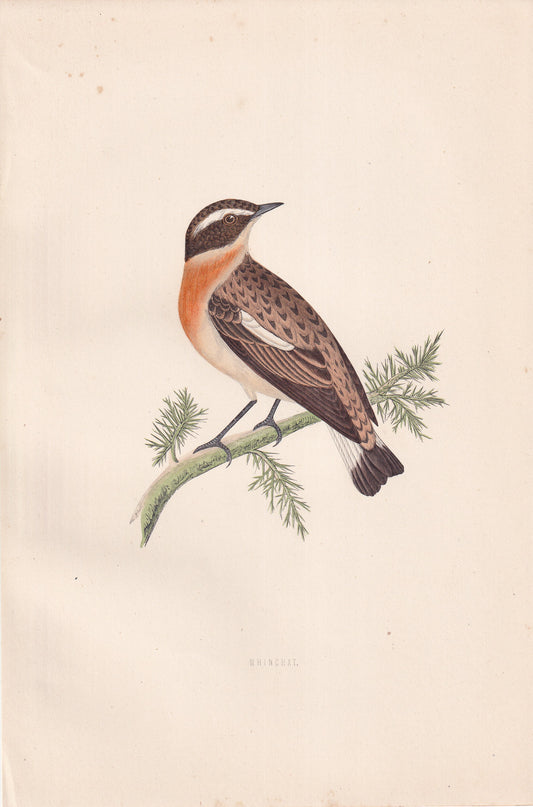 Whinchat - original 1870 hand coloured antique bird print by Alexander Francis Lydon, engraved by Benjamin Fawcett