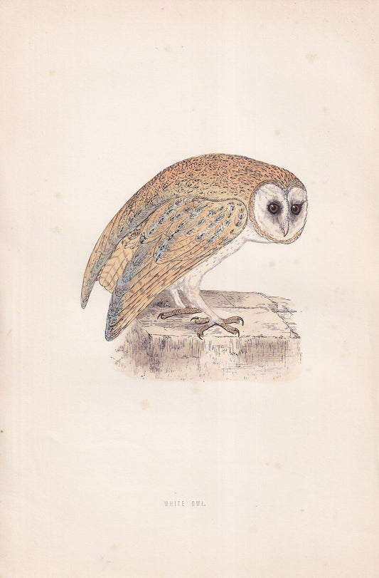 White Owl - original 1870 hand coloured antique bird print by Alexander Francis Lydon, engraved by Benjamin Fawcett