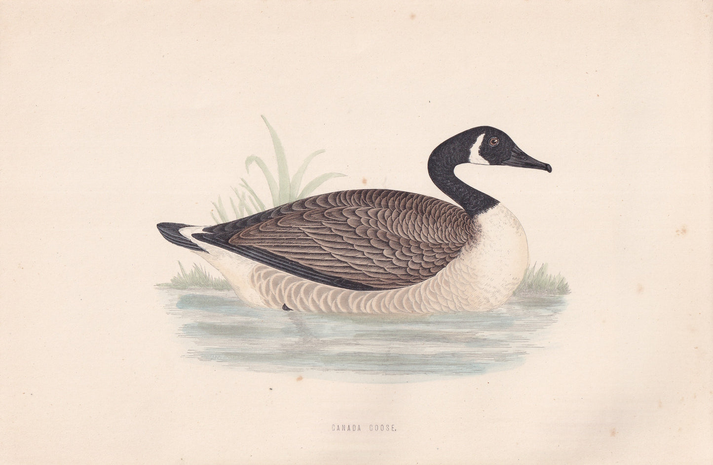 Canada Goose - original 1870 hand coloured antique bird print by Alexander Francis Lydon, engraved by Benjamin Fawcett