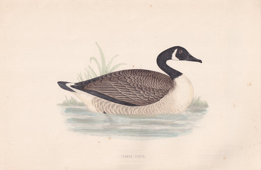 Canada Goose - original 1870 hand coloured antique bird print by Alexander Francis Lydon, engraved by Benjamin Fawcett