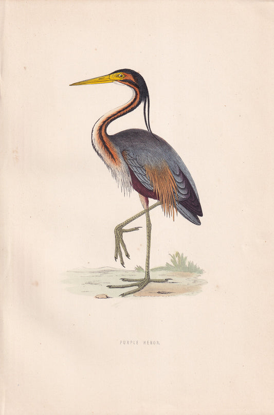 Purple Heron - original 1870 hand coloured antique bird print by Alexander Francis Lydon, engraved by Benjamin Fawcett