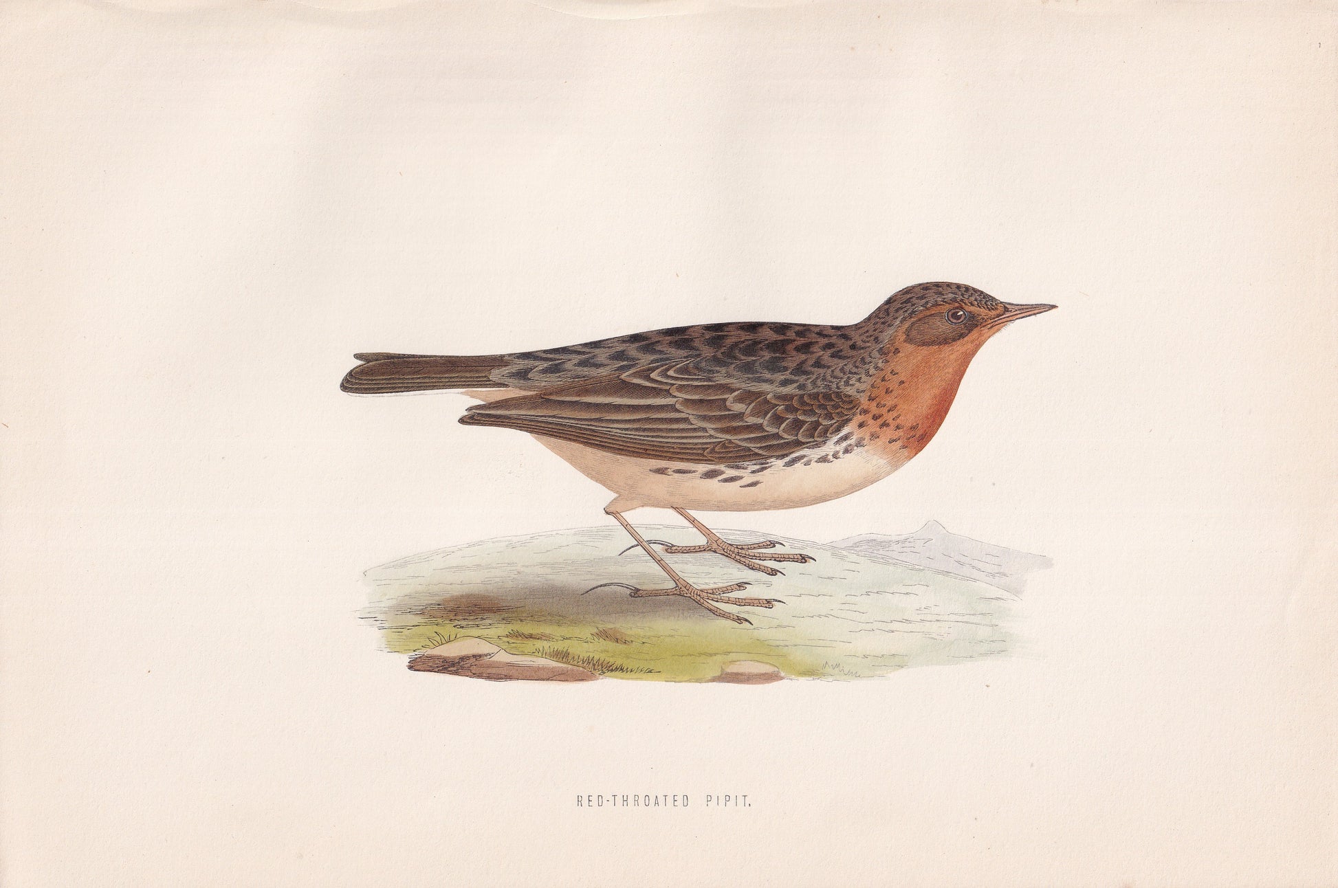 Red-throated Pipit - original 1870 hand coloured antique bird print by Alexander Francis Lydon, engraved by Benjamin Fawcett