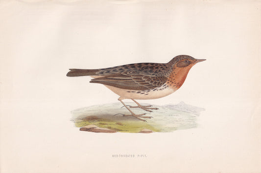 Red-throated Pipit - original 1870 hand coloured antique bird print by Alexander Francis Lydon, engraved by Benjamin Fawcett