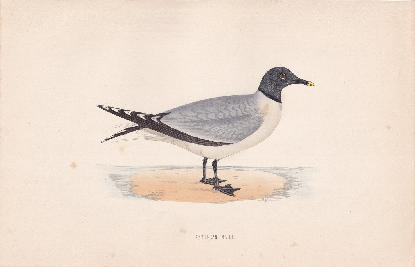 Sabine's Gull - original 1870 hand coloured antique bird print by Alexander Francis Lydon, engraved by Benjamin Fawcett