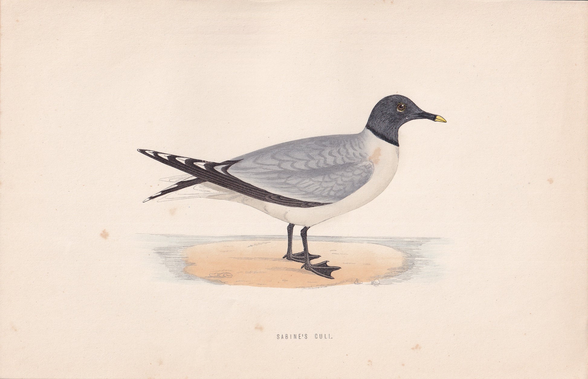 Sabine's Gull - original 1870 hand coloured antique bird print by Alexander Francis Lydon, engraved by Benjamin Fawcett