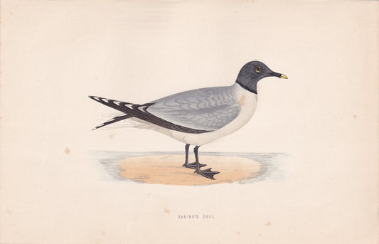Sabine's Gull - original 1870 hand coloured antique bird print by Alexander Francis Lydon, engraved by Benjamin Fawcett