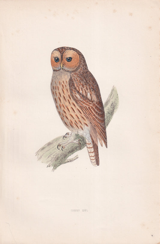 Tawny Owl - original 1870 hand coloured antique bird print by Alexander Francis Lydon, engraved by Benjamin Fawcett