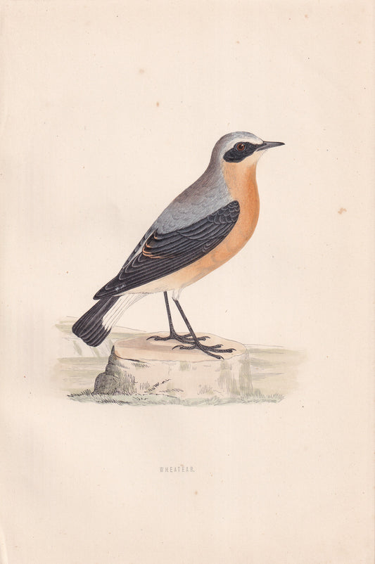 Wheatear - original 1870 hand coloured antique bird print by Alexander Francis Lydon, engraved by Benjamin Fawcett