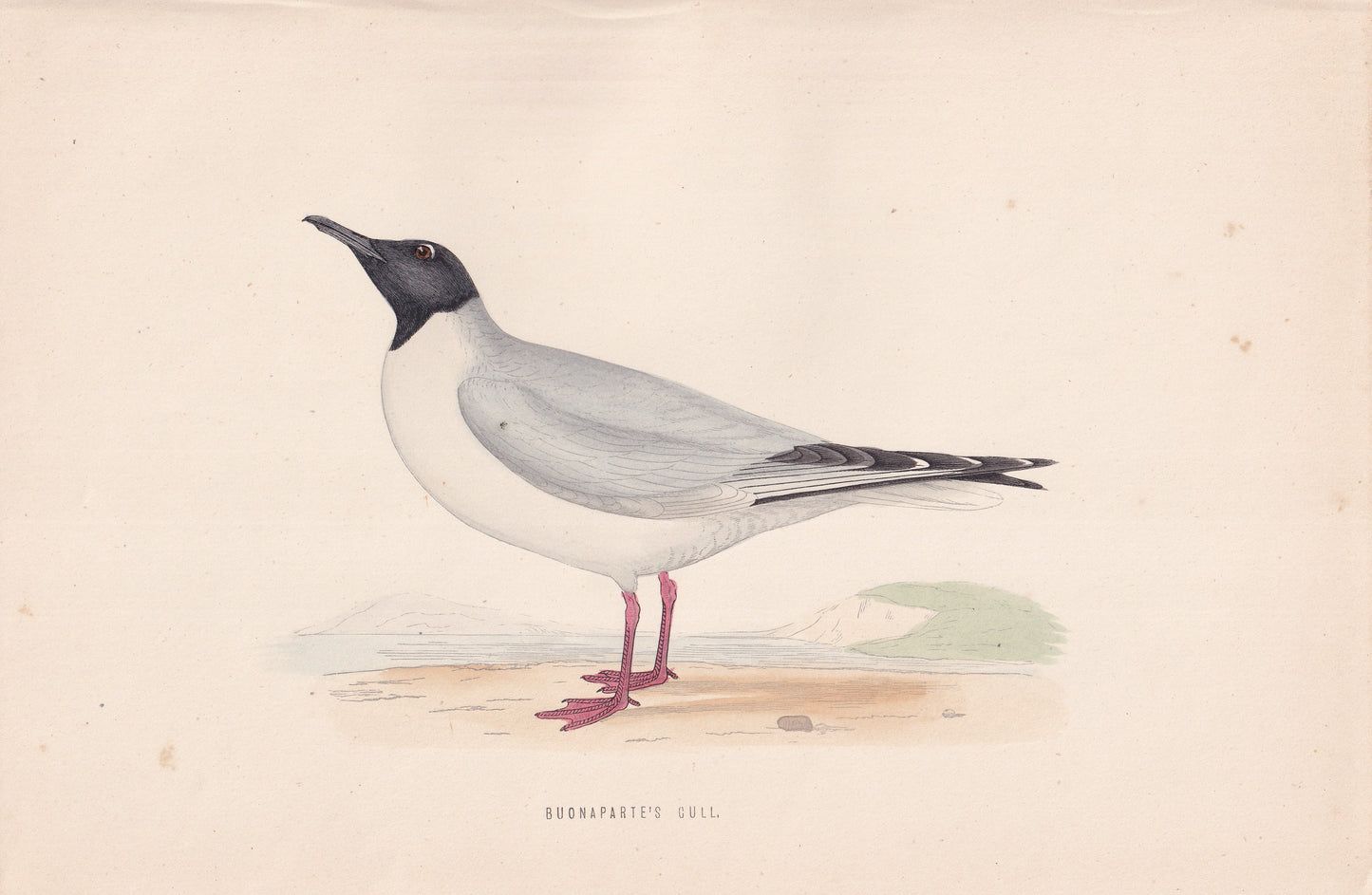 Buonaparte's Gull - original 1870 hand coloured antique bird print by Alexander Francis Lydon, engraved by Benjamin Fawcett