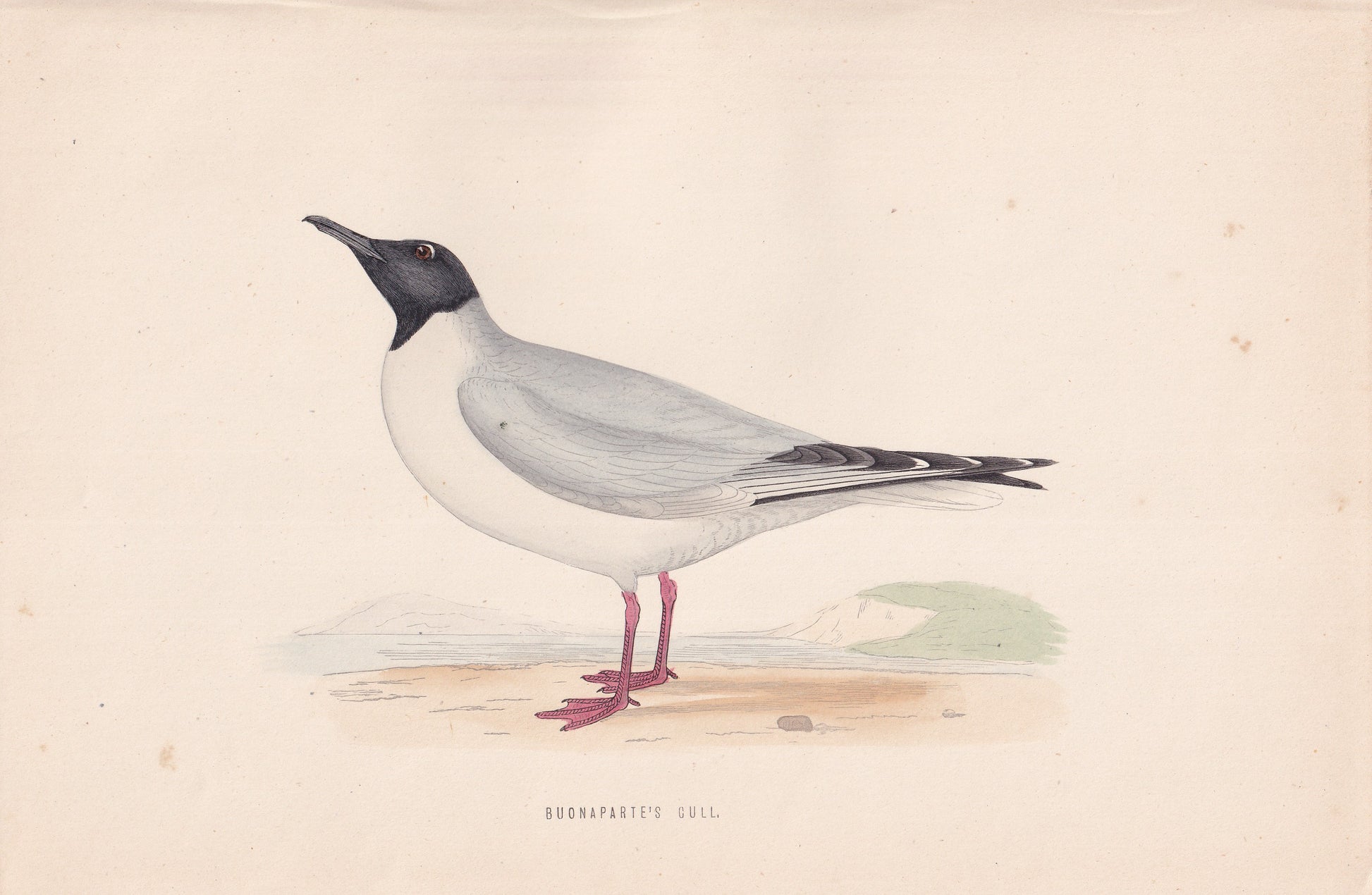 Buonaparte's Gull - original 1870 hand coloured antique bird print by Alexander Francis Lydon, engraved by Benjamin Fawcett