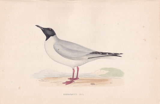 Buonaparte's Gull - original 1870 hand coloured antique bird print by Alexander Francis Lydon, engraved by Benjamin Fawcett