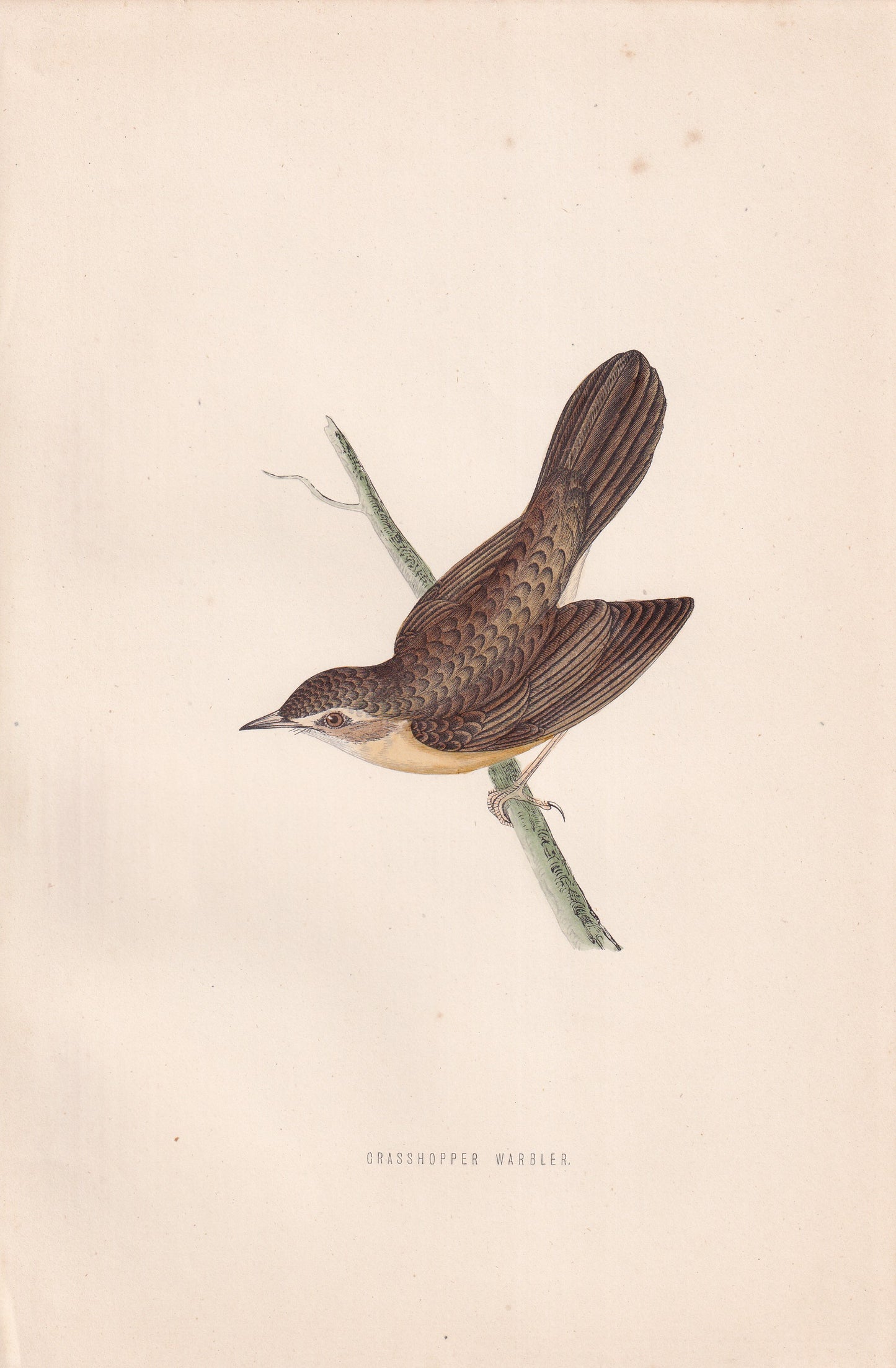 Grasshopper Warbler - original 1870 hand coloured antique bird print by Alexander Francis Lydon, engraved by Benjamin Fawcett
