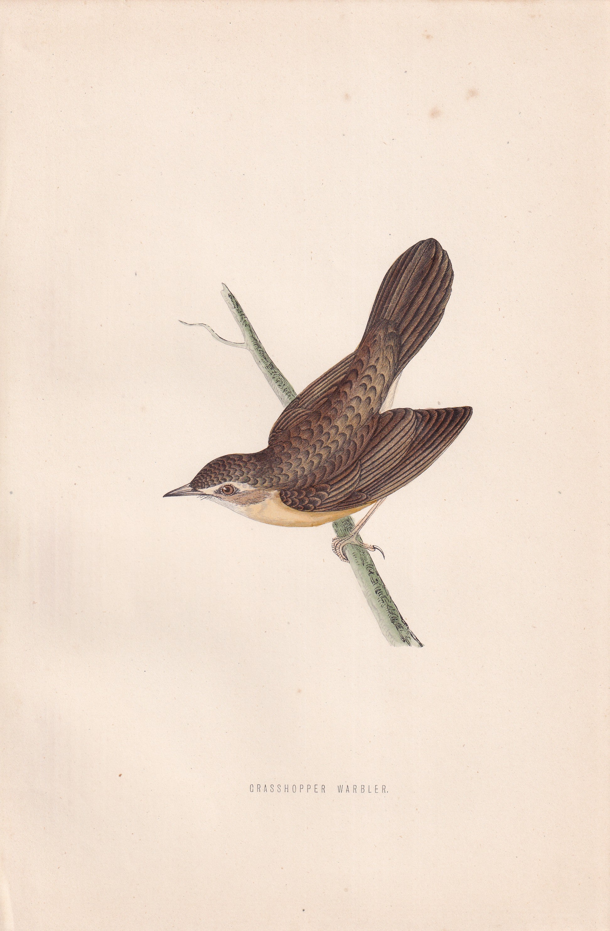 Grasshopper Warbler - original 1870 hand coloured antique bird print by Alexander Francis Lydon, engraved by Benjamin Fawcett