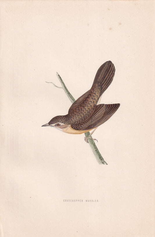 Grasshopper Warbler - original 1870 hand coloured antique bird print by Alexander Francis Lydon, engraved by Benjamin Fawcett