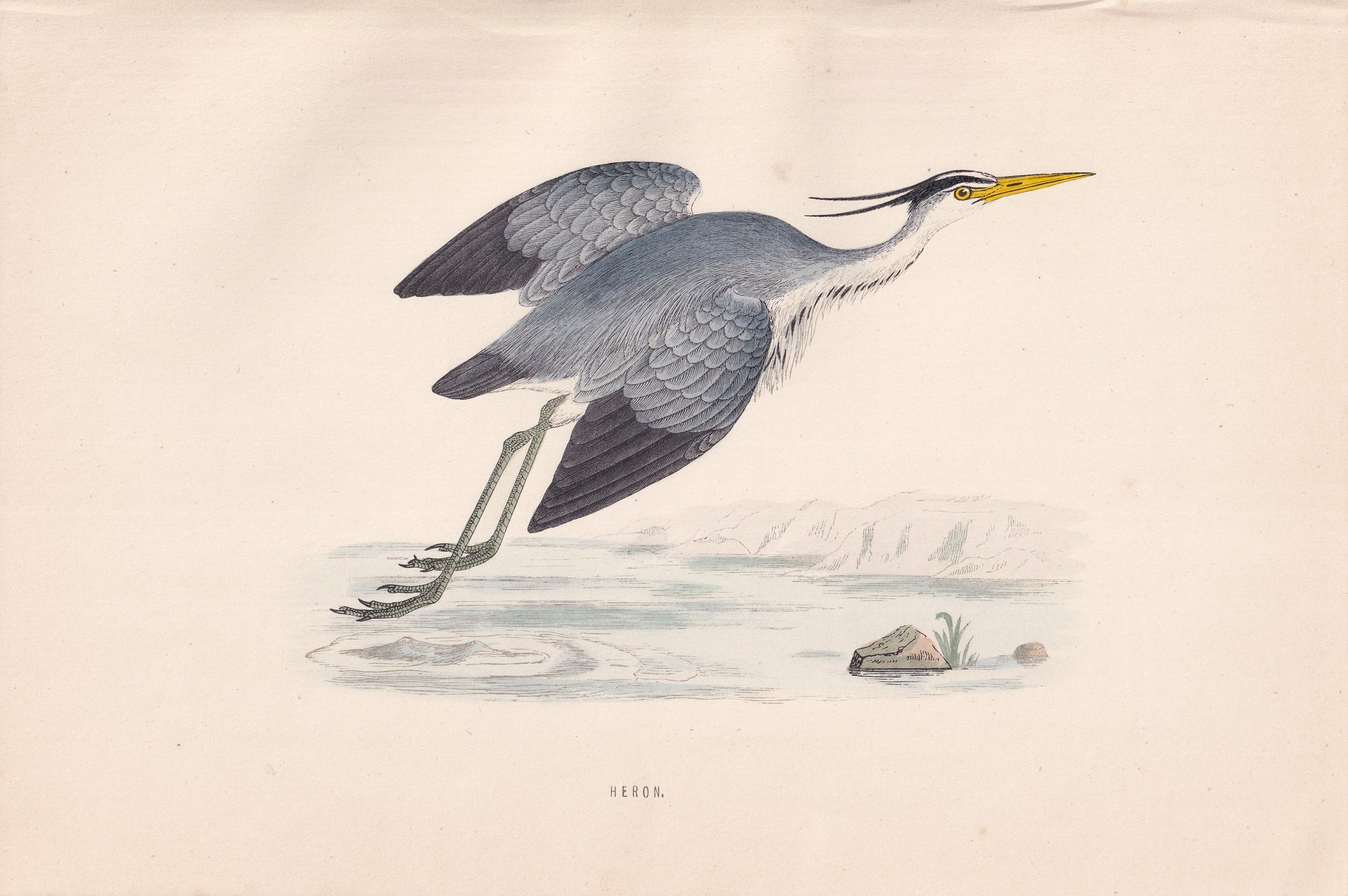 Heron - original 1870 hand coloured antique bird print by Alexander Francis Lydon, engraved by Benjamin Fawcett