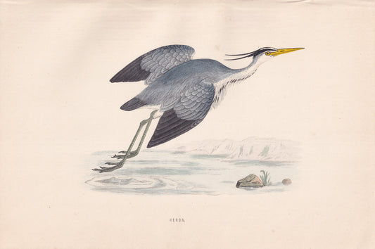 Heron - original 1870 hand coloured antique bird print by Alexander Francis Lydon, engraved by Benjamin Fawcett
