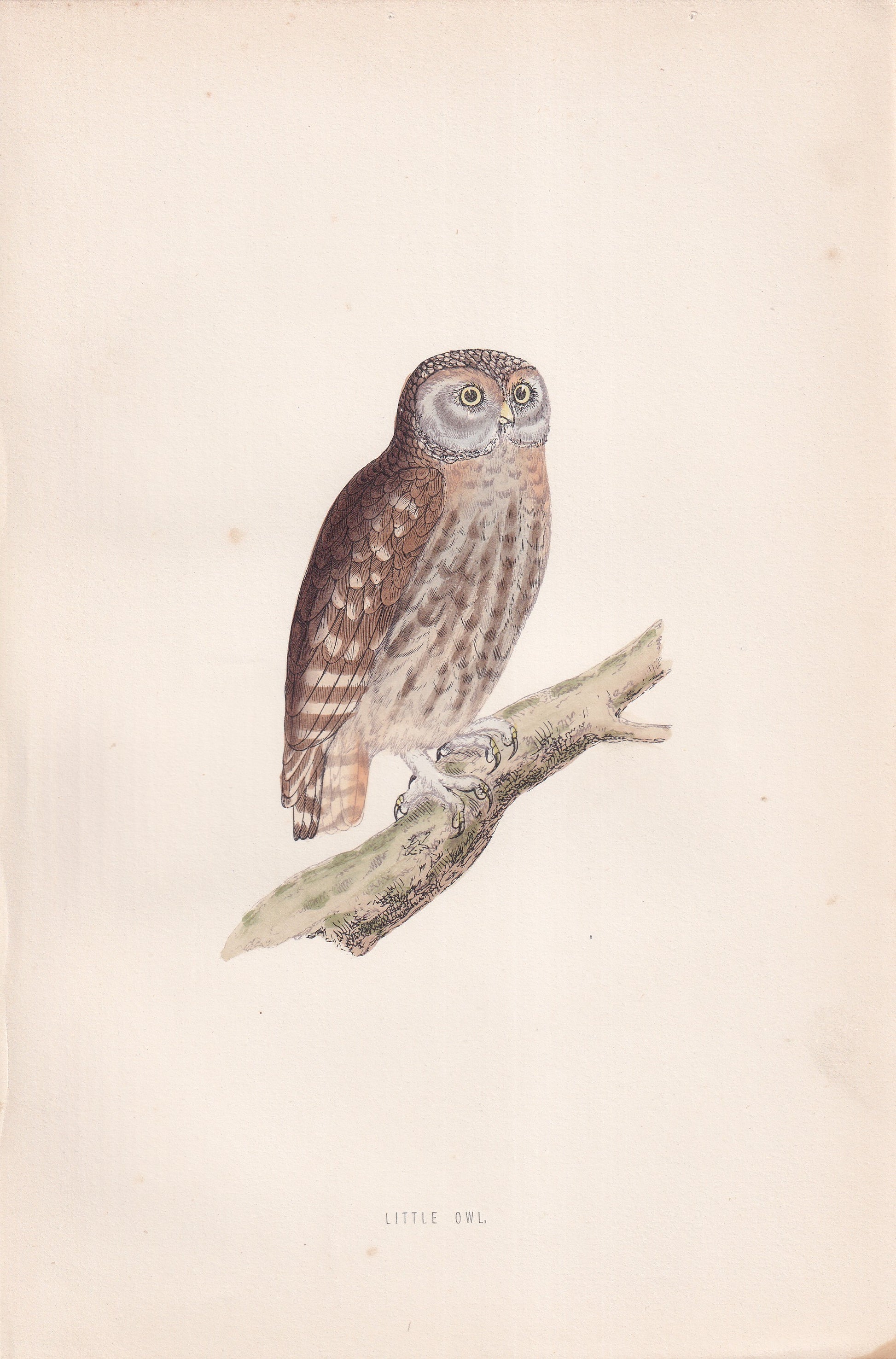 Little Owl - original 1870 hand coloured antique bird print by Alexander Francis Lydon, engraved by Benjamin Fawcett