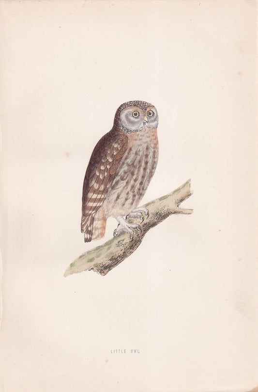 Little Owl - original 1870 hand coloured antique bird print by Alexander Francis Lydon, engraved by Benjamin Fawcett
