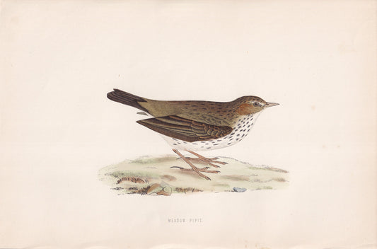 Meadow Pipit - original 1870 hand coloured antique bird print by Alexander Francis Lydon, engraved by Benjamin Fawcett