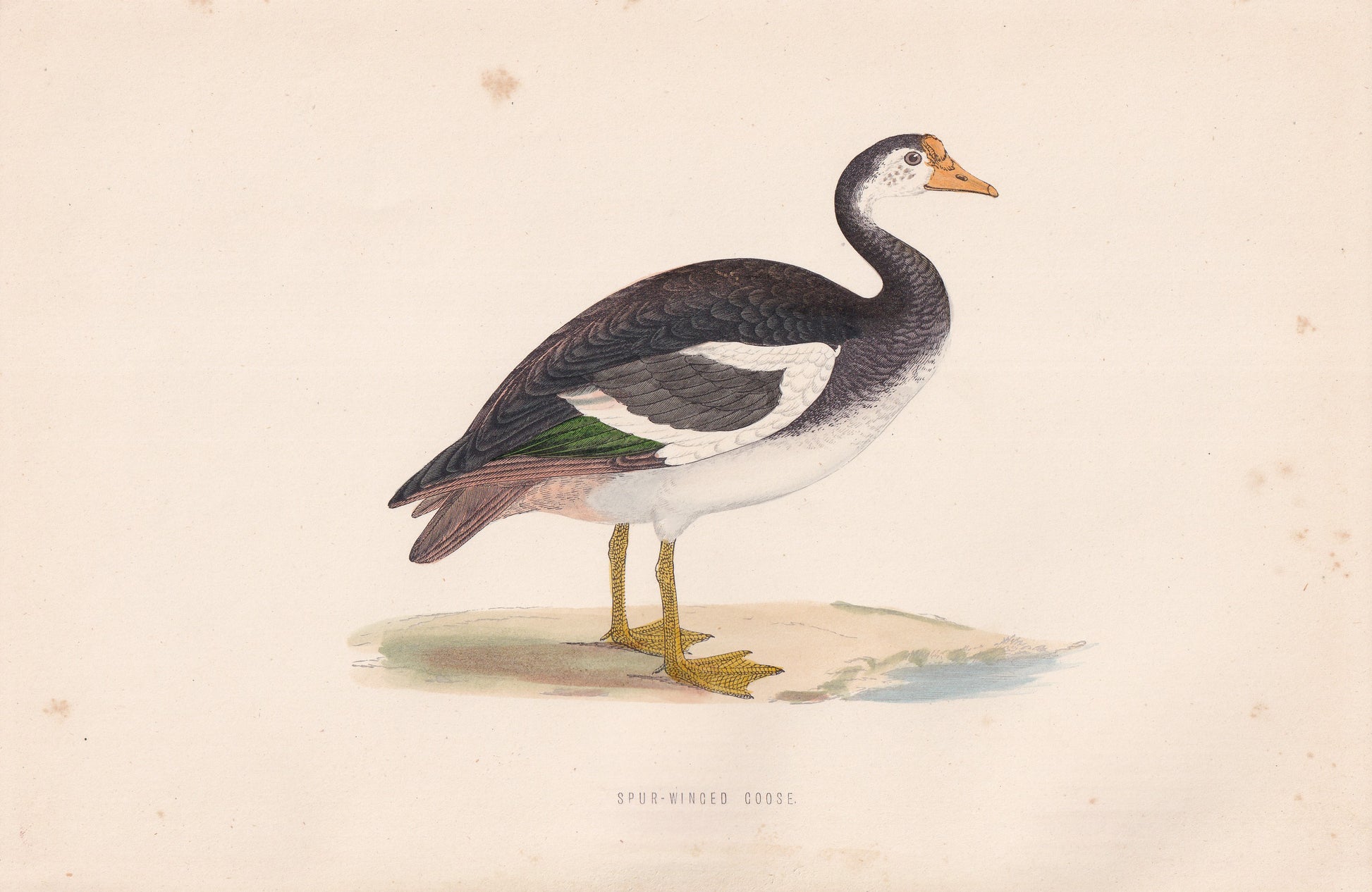 Spur-winged Goose - original 1870 hand coloured antique bird print by Alexander Francis Lydon, engraved by Benjamin Fawcett