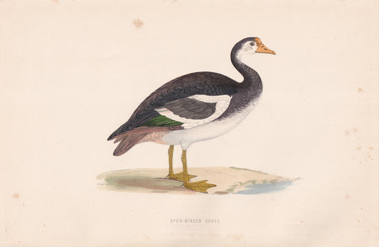 Spur-winged Goose - original 1870 hand coloured antique bird print by Alexander Francis Lydon, engraved by Benjamin Fawcett