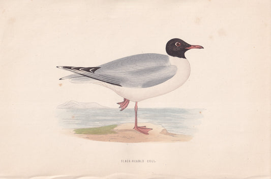 Black-headed Gull - original 1870 hand coloured antique bird print by Alexander Francis Lydon, engraved by Benjamin Fawcett