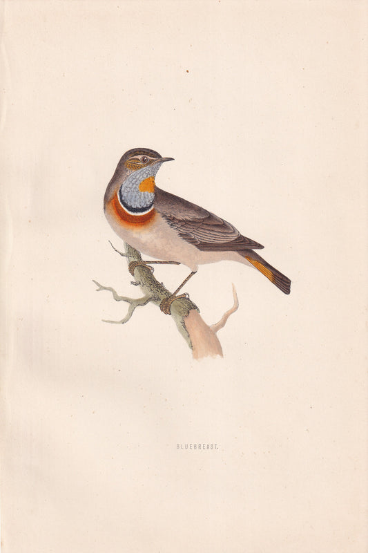 Bluebreast - original 1870 hand coloured antique bird print by Alexander Francis Lydon, engraved by Benjamin Fawcett
