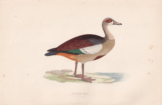 Egyptian Goose - original 1870 hand coloured antique bird print by Alexander Francis Lydon, engraved by Benjamin Fawcett