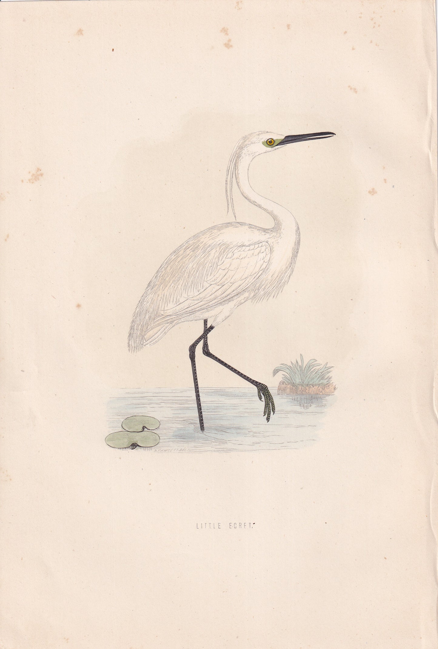 Little Egret - original 1870 hand coloured antique bird print by Alexander Francis Lydon, engraved by Benjamin Fawcett