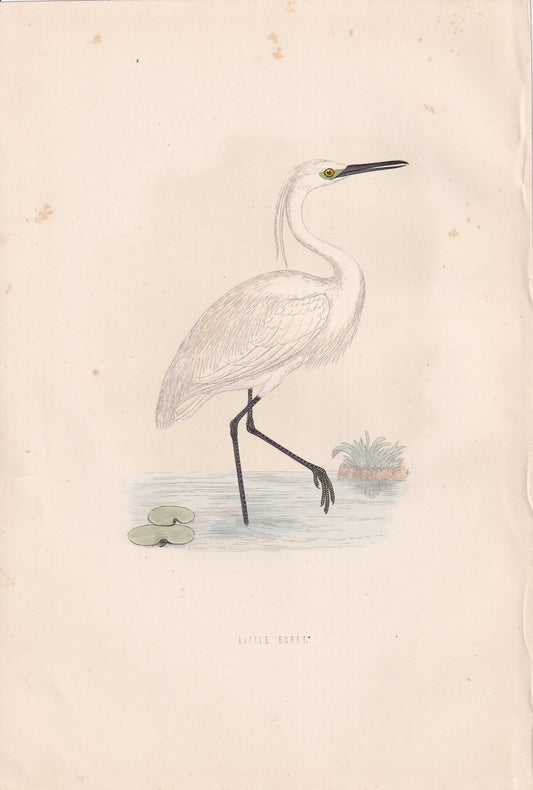 Little Egret - original 1870 hand coloured antique bird print by Alexander Francis Lydon, engraved by Benjamin Fawcett