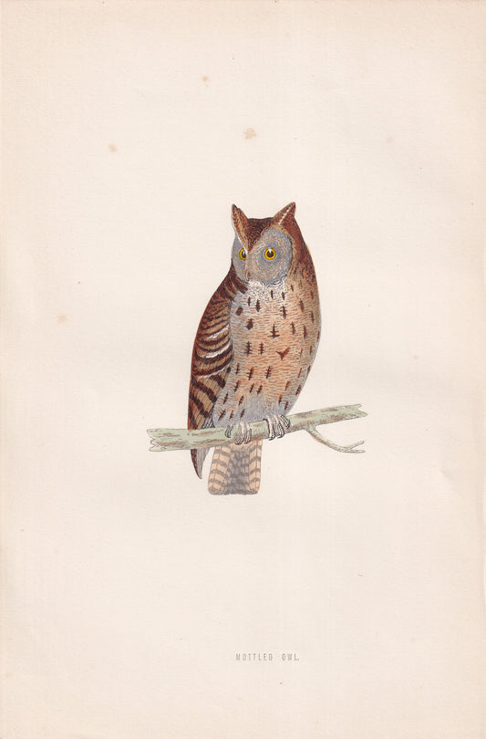 Mottled Owl - original 1870 hand coloured antique bird print by Alexander Francis Lydon, engraved by Benjamin Fawcett