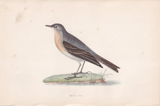 Water Pipit - original 1870 hand coloured antique bird print by Alexander Francis Lydon, engraved by Benjamin Fawcett