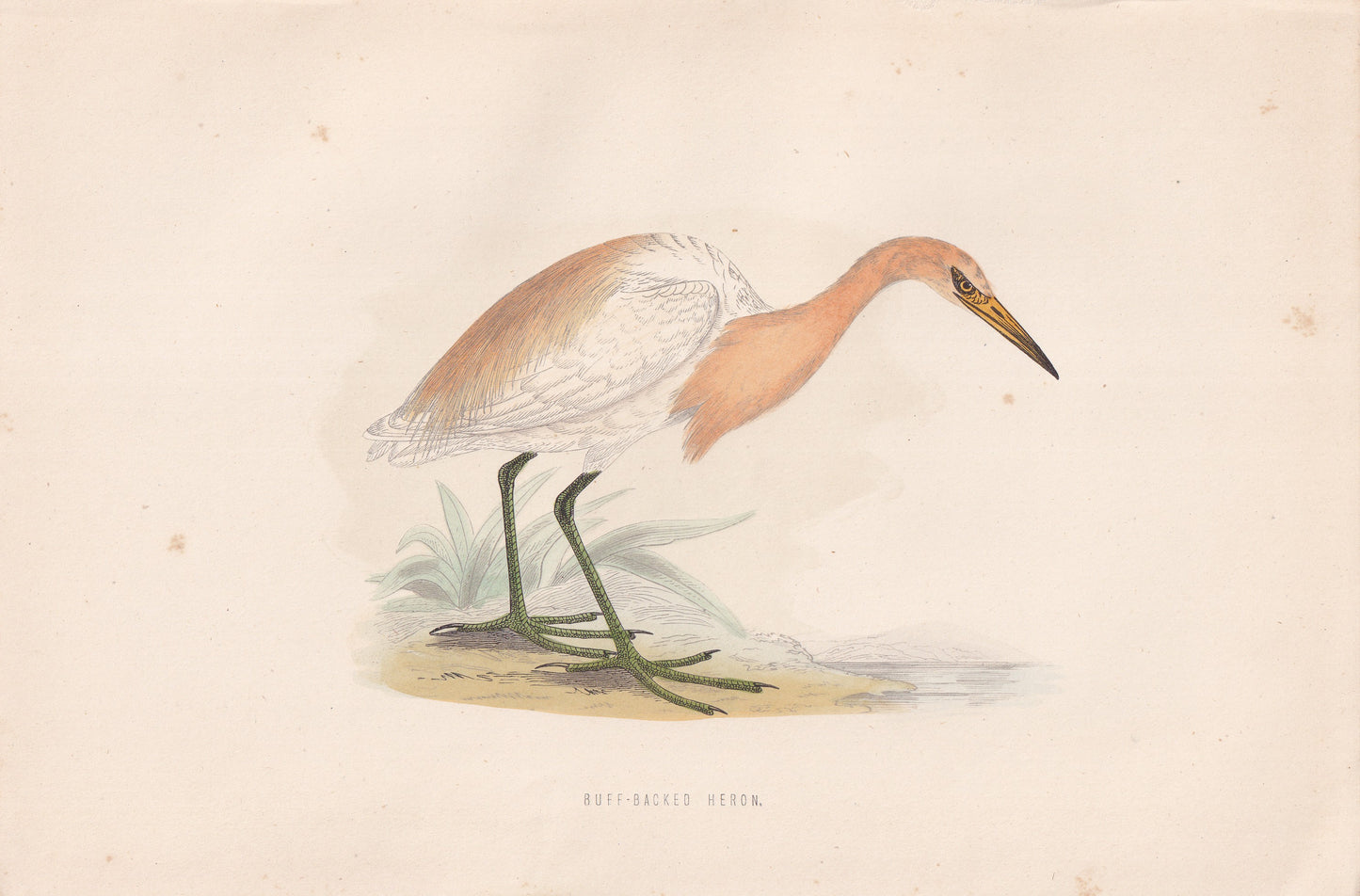 Buff-backed Heron - original 1870 hand coloured antique bird print by Alexander Francis Lydon, engraved by Benjamin Fawcett