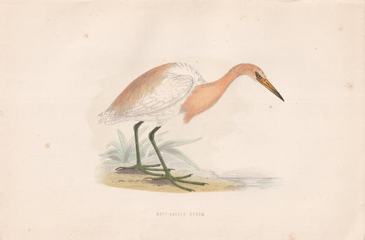 Buff-backed Heron - original 1870 hand coloured antique bird print by Alexander Francis Lydon, engraved by Benjamin Fawcett