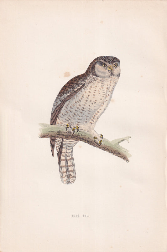 Hawk Owl - original 1870 hand coloured antique bird print by Alexander Francis Lydon, engraved by Benjamin Fawcett
